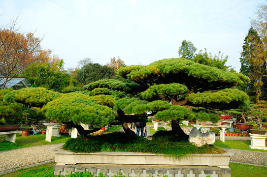 梁州盆景