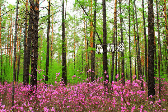 杜鵑松林