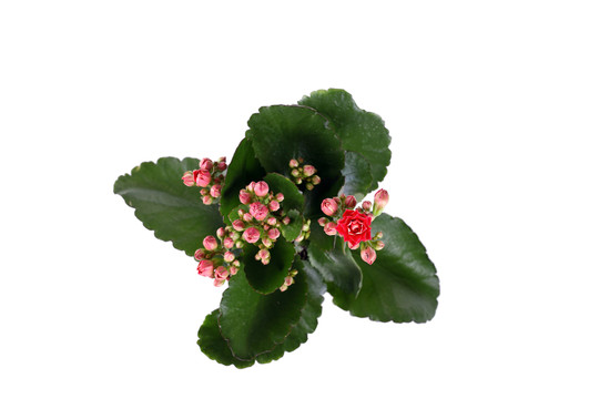 長壽花