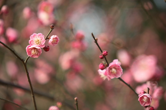 梅花