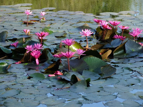 蓮花