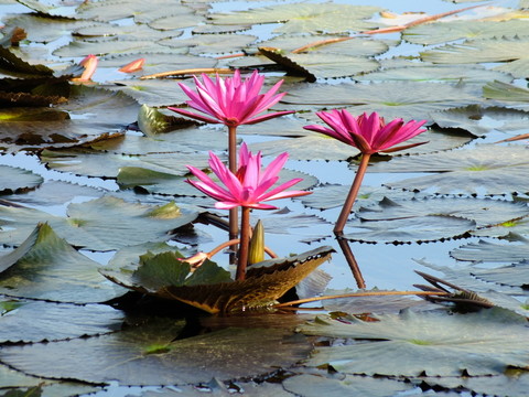 蓮花