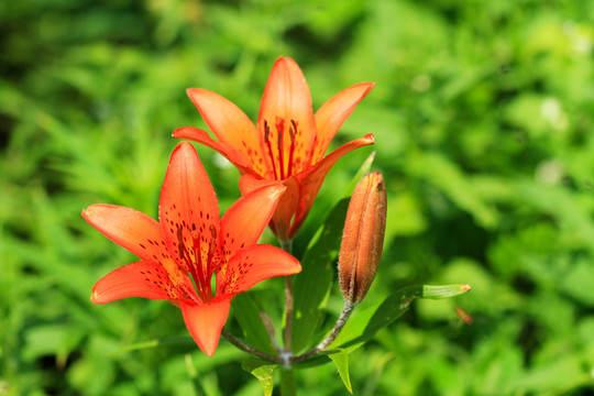 百合花