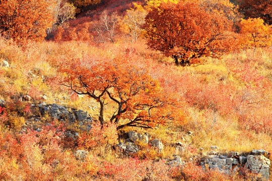 烏蘭布統(tǒng)風景區(qū)秋景