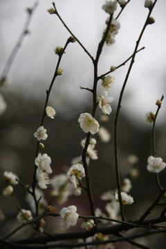 梅花