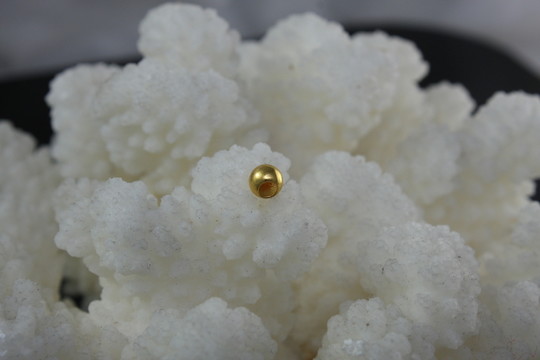 黃金 黃金珠 金珠 珊瑚
