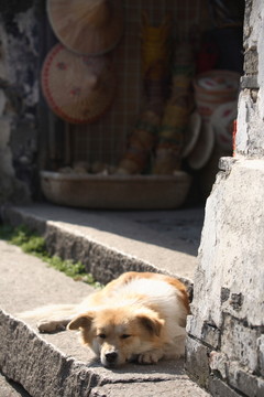 狗