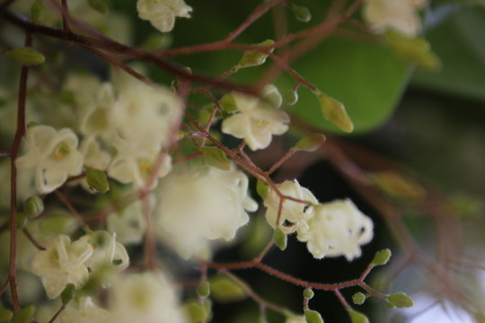 蘋婆 蘋婆花 鳳眼果