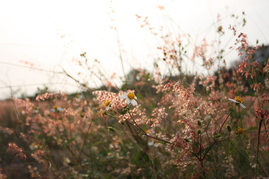 雛菊 野菊 花兒 田野