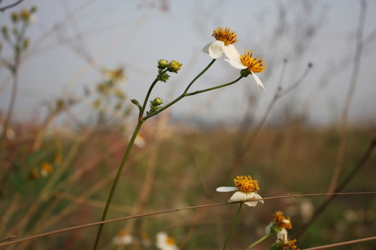 野菊 花兒 田野