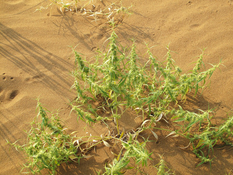 巴丹吉林沙漠 植物