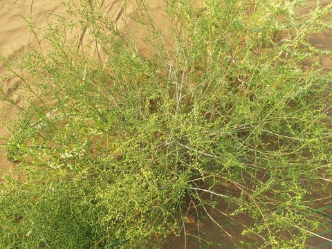 巴丹吉林沙漠植物