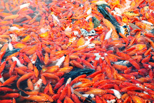 紅鯉魚