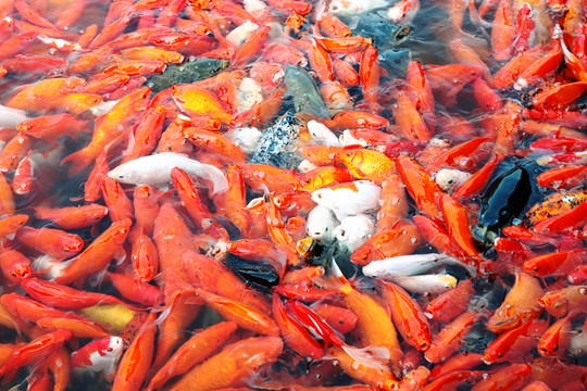 觀賞魚