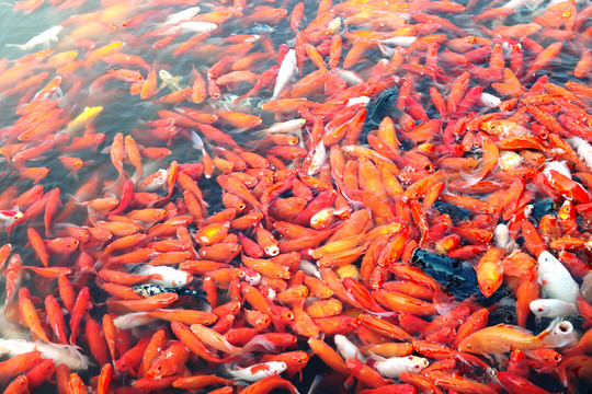 紅鯉魚(yú)