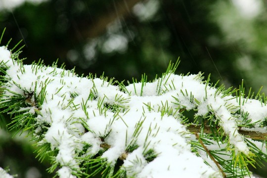 雪松