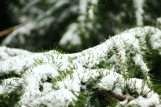 雪松