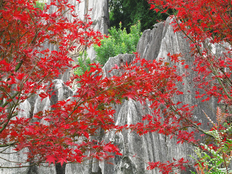 云南昆明 石林紅葉