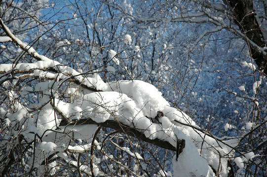 樹枝上的積雪