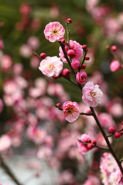 花團錦簇