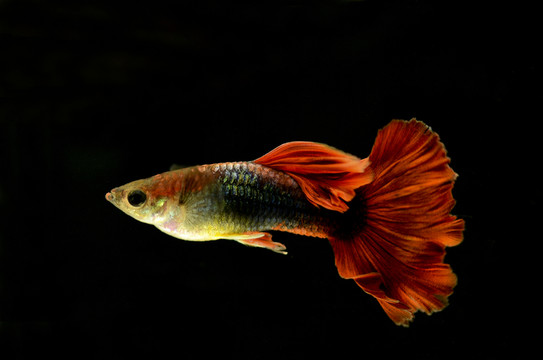 孔雀魚