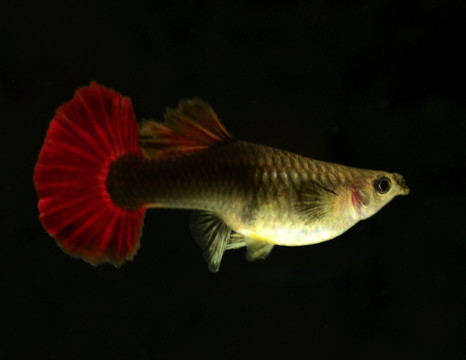 孔雀魚