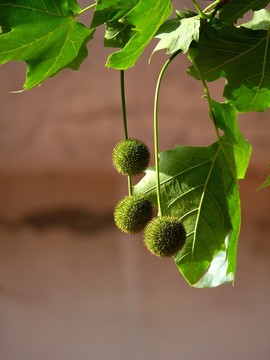 樹木