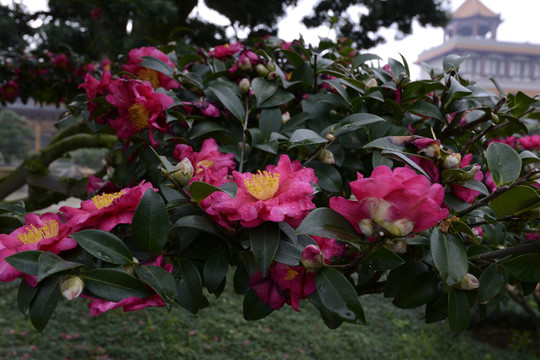山茶花