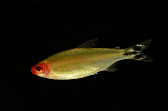 燈科魚(yú)紅鼻剪刀