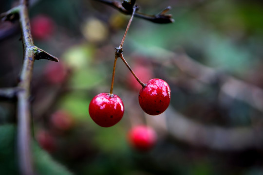 野紅果