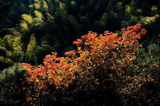 竹山紅楓