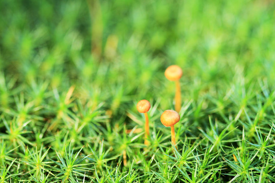 小草蘑菇