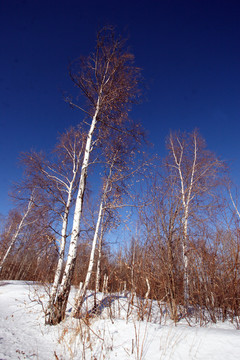 東北雪鄉(xiāng)