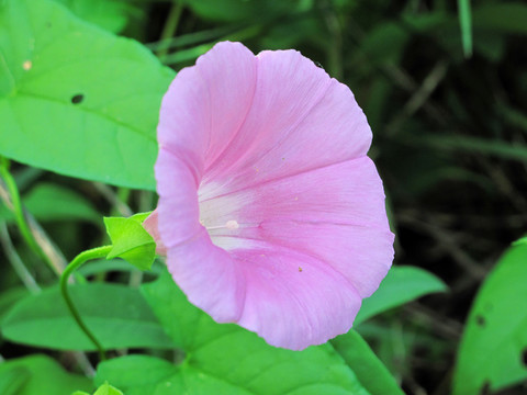 野生 牽牛花