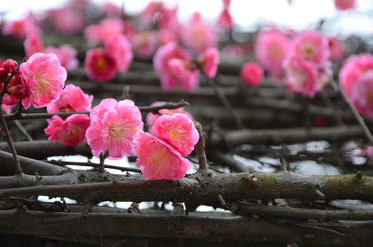 梅花