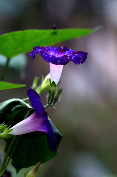牽牛花