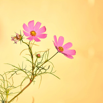 波斯菊