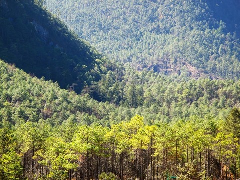 麗江原始森林景觀，