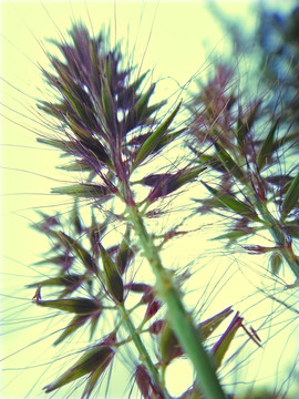 野草