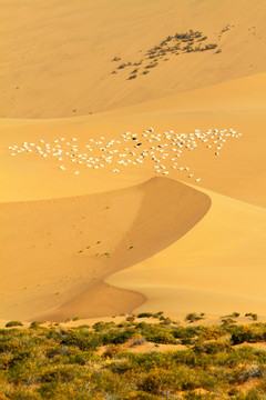 巴丹吉林沙漠 羊群