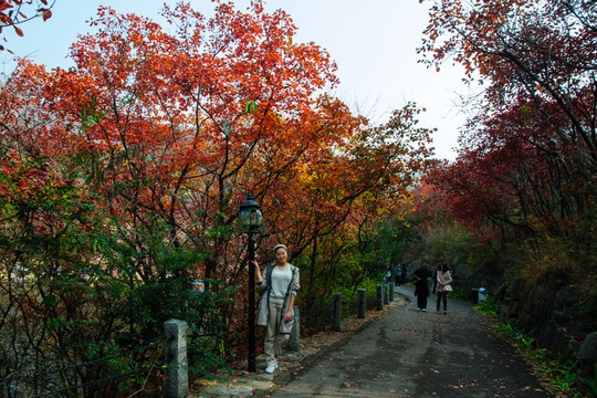 紅葉谷風光