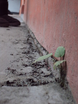 墻角小草