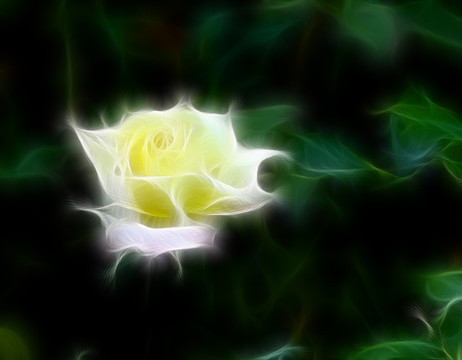抽象畫 月季花