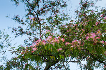 合歡樹(shù)