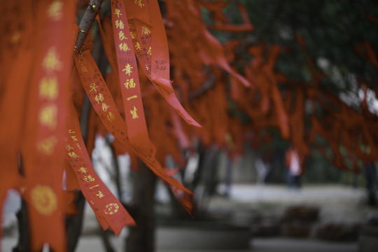 訴愿樹