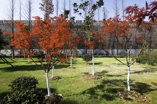紅楓樹影