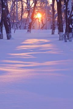 雪原暖陽(yáng)