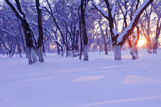 雪原晨光