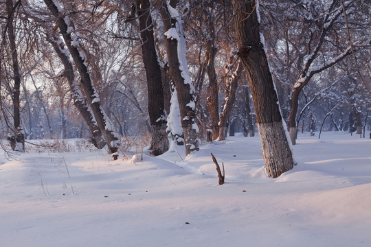 冬雪