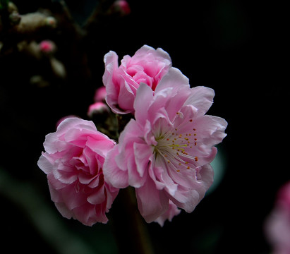 櫻花